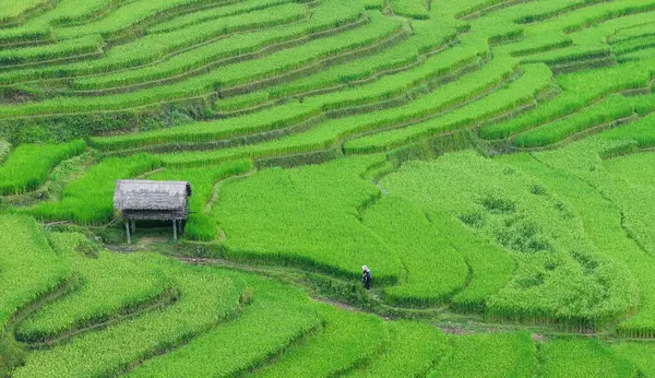 Terrain Riz Terrasses Sapa Vietnam Les Champs Terrasses Sapa Sont — Photo