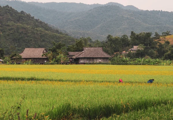 Sapa Vietnam Teraslı Pirinç Tarlası Sapa Tarlaları Vietnam Olağanüstü Doğal — Stok fotoğraf