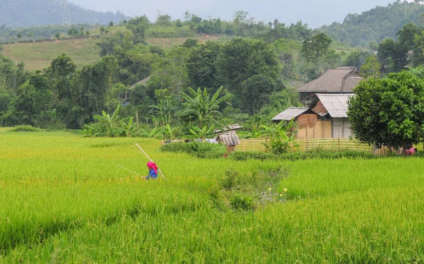 Terrasrijstveld Sapa Vietnam Sapa Terrasvormige Velden Zijn Een Van Meest — Stockfoto