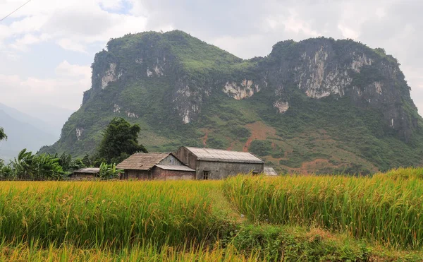 Reisterrassenfeld Sapa Vietnam Sapa Terrassenfelder Sind Eines Der Herausragendsten Naturwunder — Stockfoto