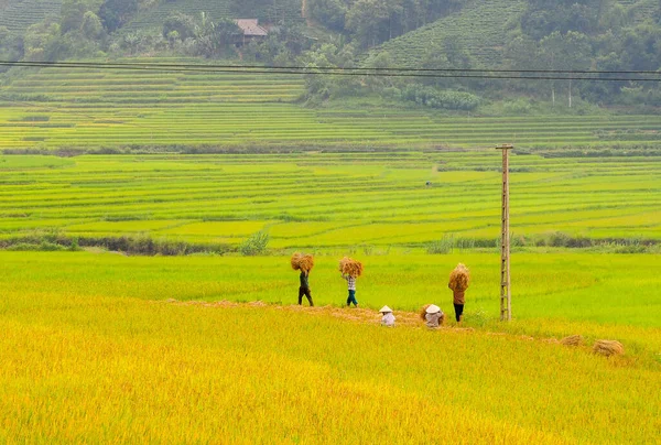 Terraced Rice Field Sapa Vietnam Sapa Terraced Fields One Most — Stock Photo, Image