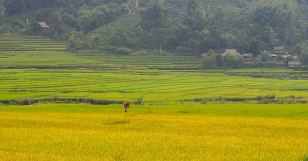 Campo Arroz Com Terraço Sapa Vietname Sapa Terraços Campos São — Fotografia de Stock