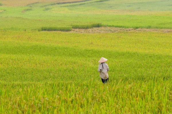 Terraced Rice Field Sapa Vietnam Sapa Terraced Fields One Most — Stock Photo, Image