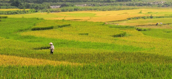 Reisterrassenfeld Sapa Vietnam Sapa Terrassenfelder Sind Eines Der Herausragendsten Naturwunder — Stockfoto