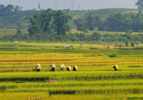 ベトナムのサパにある棚田 サパ段々畑はベトナムで最も優れた自然の驚異の一つです — ストック写真