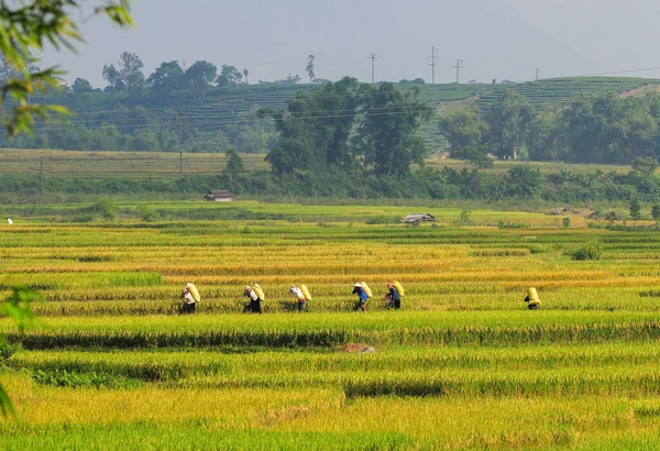 Sapa Vietnam Teraslı Pirinç Tarlası Sapa Tarlaları Vietnam Olağanüstü Doğal — Stok fotoğraf