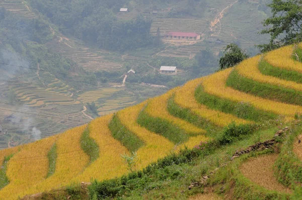 Reisterrassenfeld Sapa Vietnam Sapa Terrassenfelder Sind Eines Der Herausragendsten Naturwunder — Stockfoto