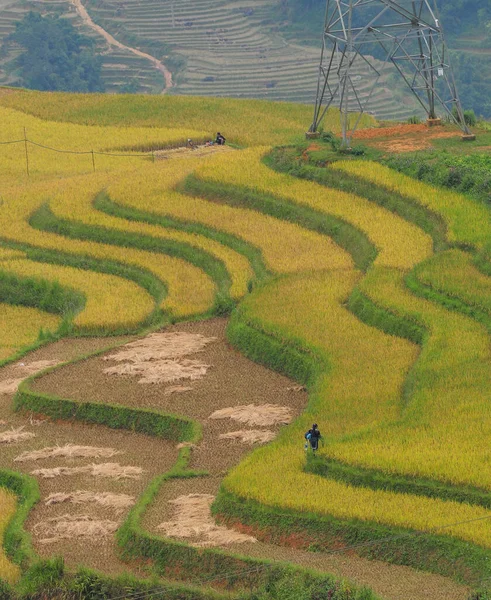 Terraced Rice Field Sapa Vietnam Sapa Terraced Fields One Most — Stock Photo, Image