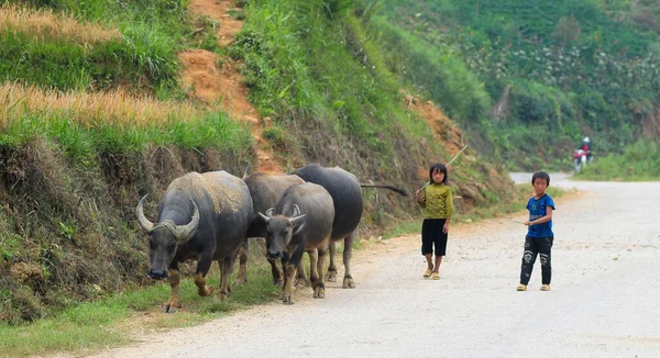 Vietnam Oct 2013 Children Herding Buffalo Road Vietnam Mountainous Areas — Stock Photo, Image