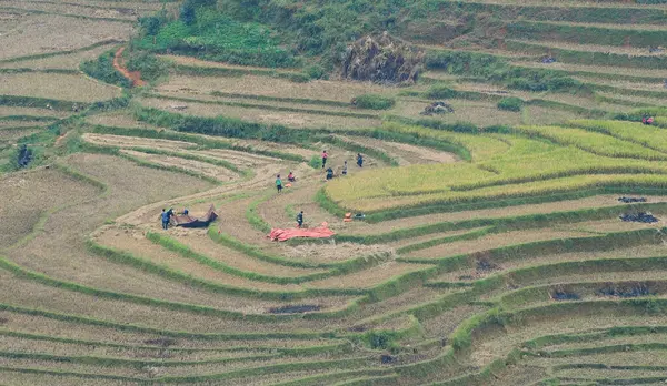 Terraced Rice Field Sapa Vietnam Sapa Terraced Fields One Most — Stock Photo, Image