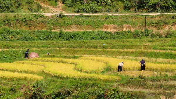 Reisterrassenfeld Sapa Vietnam Sapa Terrassenfelder Sind Eines Der Herausragendsten Naturwunder — Stockfoto