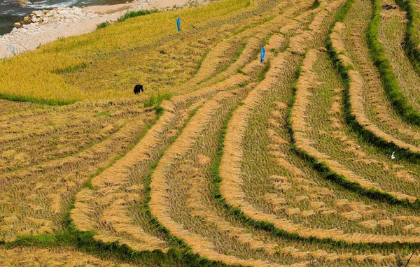 Terraced Rice Field Sapa Vietnam Los Campos Terrazas Sapa Son —  Fotos de Stock