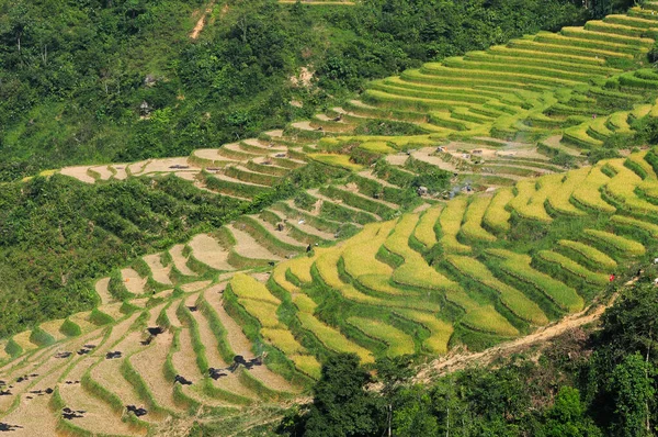 Γήπεδο Ρυζιού Στο Sapa Βιετνάμ Sapa Terraced Πεδία Είναι Ένα — Φωτογραφία Αρχείου