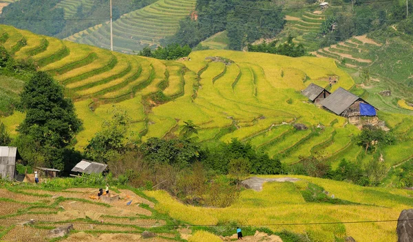 Campo Riso Terrazze Sapa Vietnam Sapa Campi Terrazzati Sono Una — Foto Stock