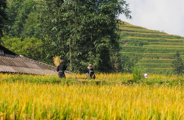 Reisterrassenfeld Sapa Vietnam Sapa Terrassenfelder Sind Eines Der Herausragendsten Naturwunder — Stockfoto