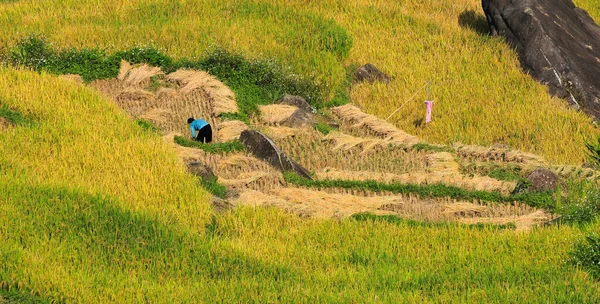 Ladang Padi Teras Sapa Vietnam Padang Rumput Sapa Adalah Salah — Stok Foto