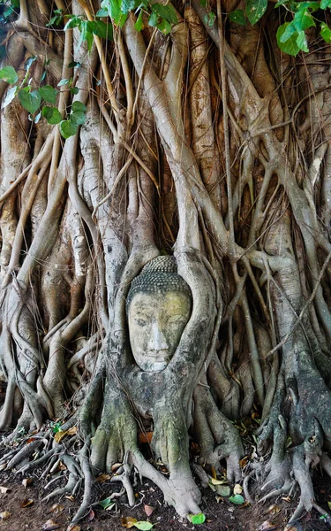 砂岩のヘッド ワット マハタート、アユタヤ、タイで木の根で仏. — ストック写真