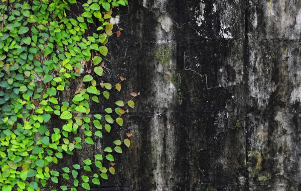 Ficus pumila escalada en pared vieja — Foto de Stock