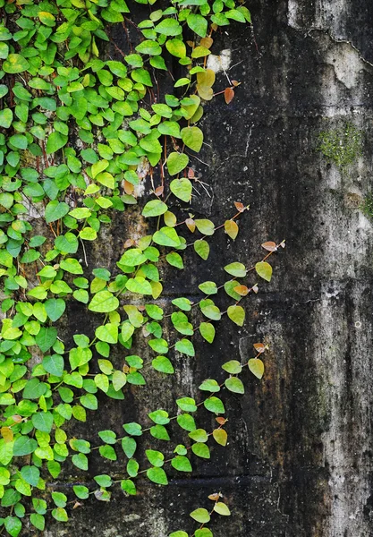 Ficus pumila escalada en pared vieja — Foto de Stock