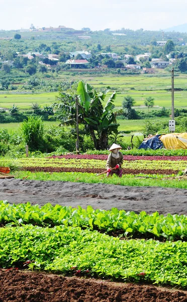 Farmář pracuje na farmě zelenina zelenina — Stock fotografie