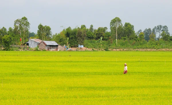 Aziatisch mens passeren de rijst veld in Dong Thap — Stockfoto