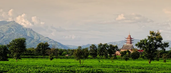 Chinese pagoda with tea field — Stock Photo, Image