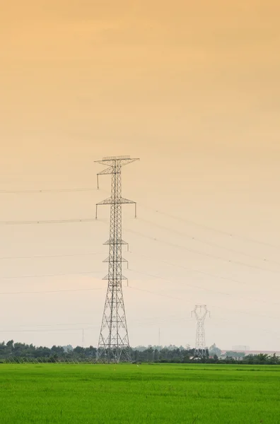 Rýžové pole s moc stožárů vysokého napětí — Stock fotografie