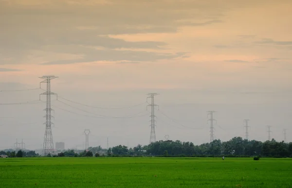 Pola ryżowe z słupów wysokiego napięcia zasilania — Zdjęcie stockowe