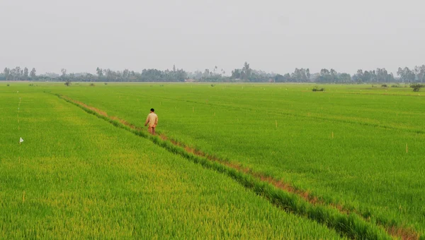 Aziatisch mens passeren de rijst veld in Dong Thap — Stockfoto