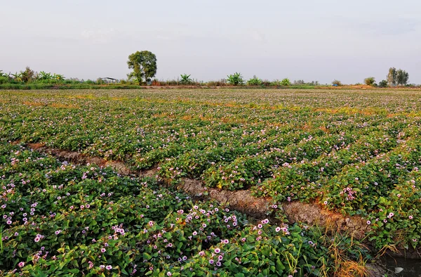 Sweet potato plants — Stock Photo, Image