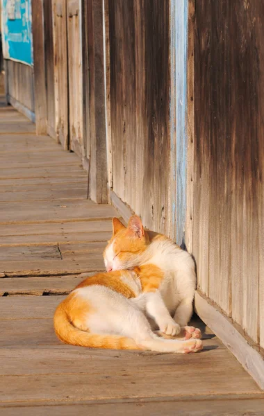 Gatito marrón gato relajante en madera piso — Foto de Stock