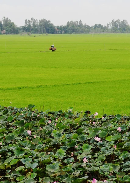 Азиатка в конической шляпе работает на рисовом поле — стоковое фото