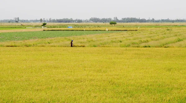 Asya adam Dong Thap pirinç alanında geçen — Stok fotoğraf