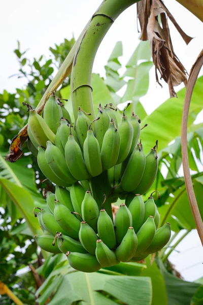 Banda banánů na stromě — Stock fotografie