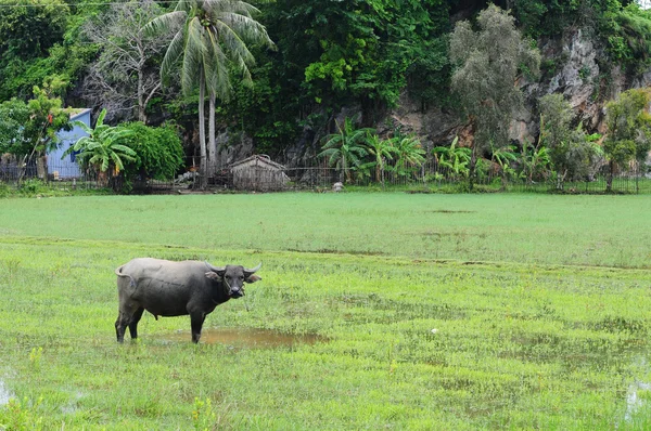 Búfalo do Vietname e campo de arroz — Fotografia de Stock
