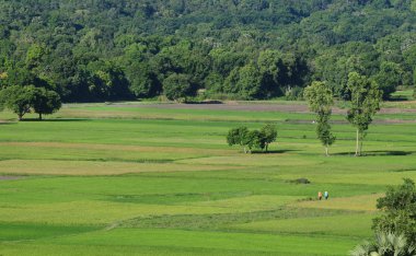 Çeltik pirinç alan Güney Vietnam