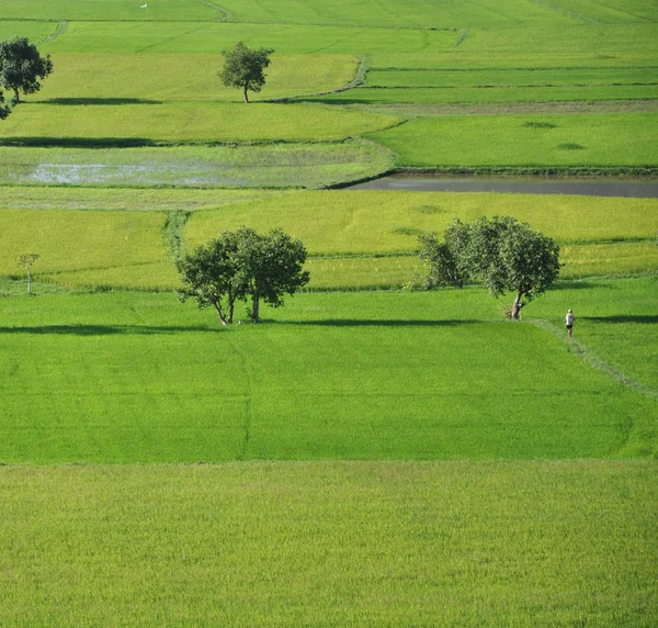 Campo de arroz paddy no sul do Vietnã — Fotografia de Stock