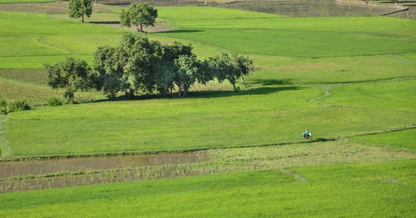 Neloupaná rýže pole v jižním Vietnamu — Stock fotografie