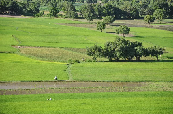 Paddy rice field in southern Vietnam — Stock Photo, Image