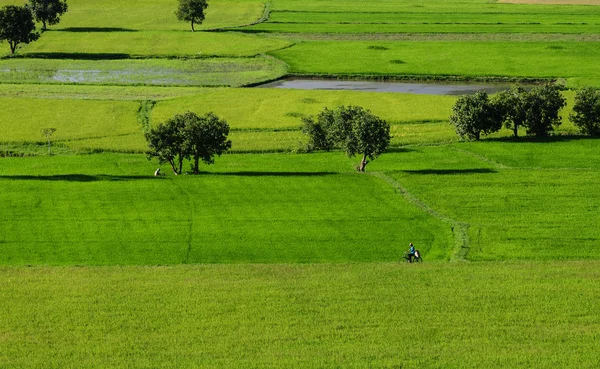 Campo de arroz paddy no sul do Vietnã — Fotografia de Stock