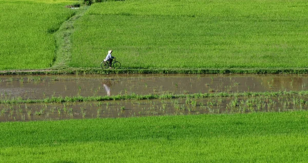 Pola ryżu niełuskanego w południowym Wietnamie — Zdjęcie stockowe