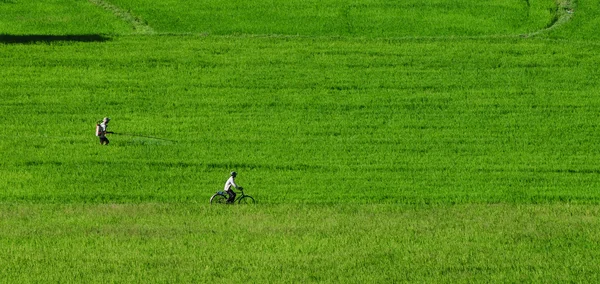 Arrozal en el sur de Vietnam — Foto de Stock