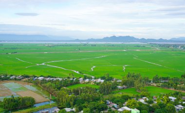Çeltik pirinç alan Güney Vietnam