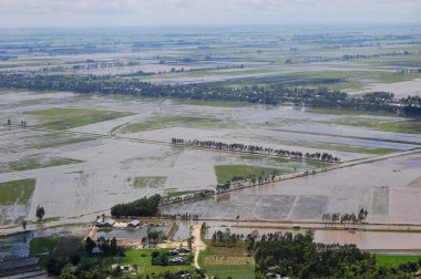 Çeltik pirinç alan Güney Vietnam