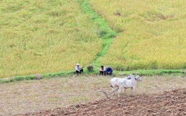Çeltik pirinç alan Güney Vietnam