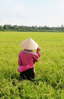 Çeltik pirinç alan Güney Vietnam