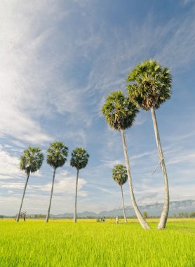 Çeltik pirinç alan Güney Vietnam