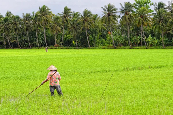 Pola ryżu niełuskanego w południowym Wietnamie — Zdjęcie stockowe