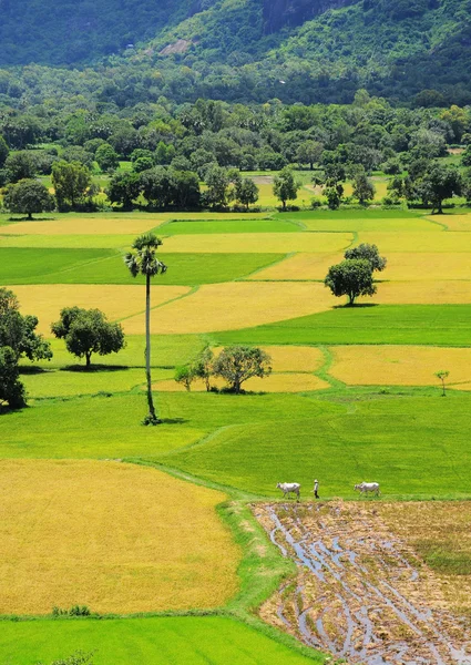 Reisfeld in Südvietnam — Stockfoto