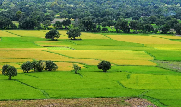 Campo de arroz paddy no sul do Vietnã — Fotografia de Stock